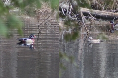 Wood ducks