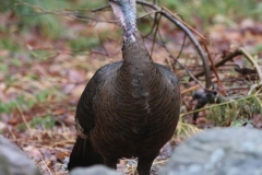 Wild Turkey Cropped